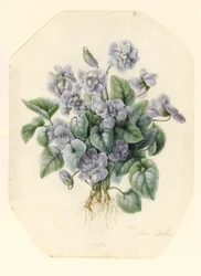 Violets